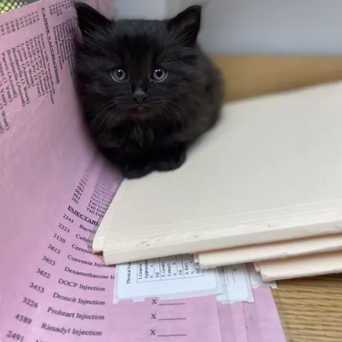 Kitten on Desk at Ferry Farm Animal Clinic